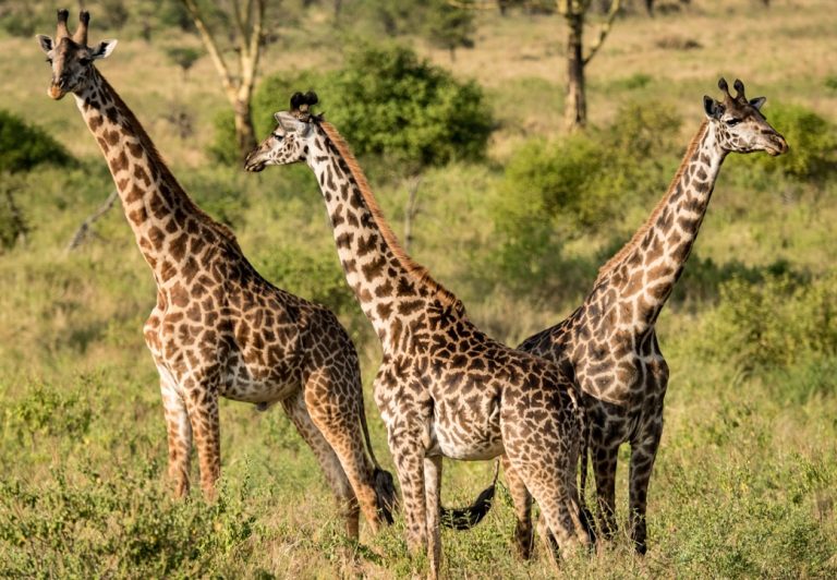 Standing an average of 20 feet tall, the Maasai giraffe is the national animal of Tanzania. These graceful creatures are the tallest land mammal on earth.
