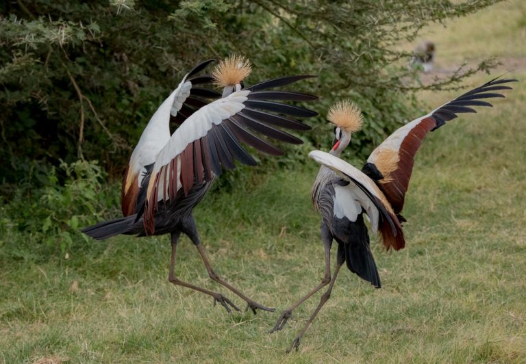 Grey crowned cranes are fascinating to watch during mating season, when they bow, run, dance, and jump during courtship.