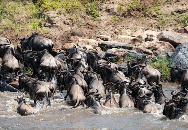During the Great Migration in Tanzania, over two million wildebeest, zebras, and gazelles move through the Serengeti in a circular pattern, always in search of greener pastures and water.