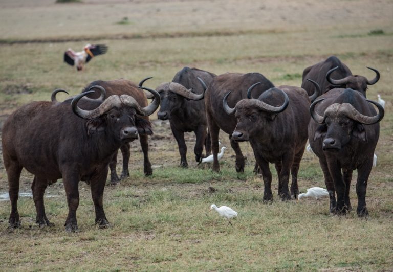 A safari guide always aims to show their clients the “Big Five” game animals, including the lion, leopard, black rhinoceros, African bush elephant, and the African (Cape) buffalo shown here.