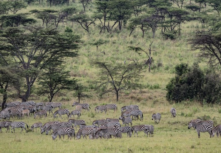 The plains zebra is always on the lookout for an approaching predator, including lions, hyenas, leopards, and cheetahs. They use a high-pitched sound to alert the herd of any danger.