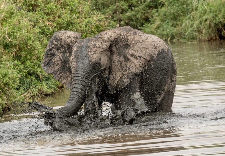 An elephant on the African plain goes to watering holes to cool off. These massive creatures weigh from 5,500 to15,400 lbs. with a typical lifespan of 70 years.