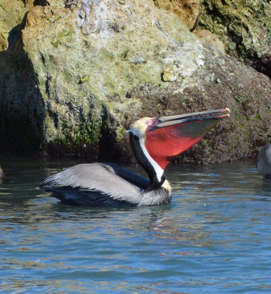 Brown Pelican