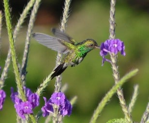 Green Breasted Mango Hummingbird