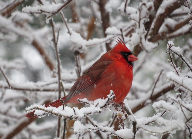 Northern Cardinal