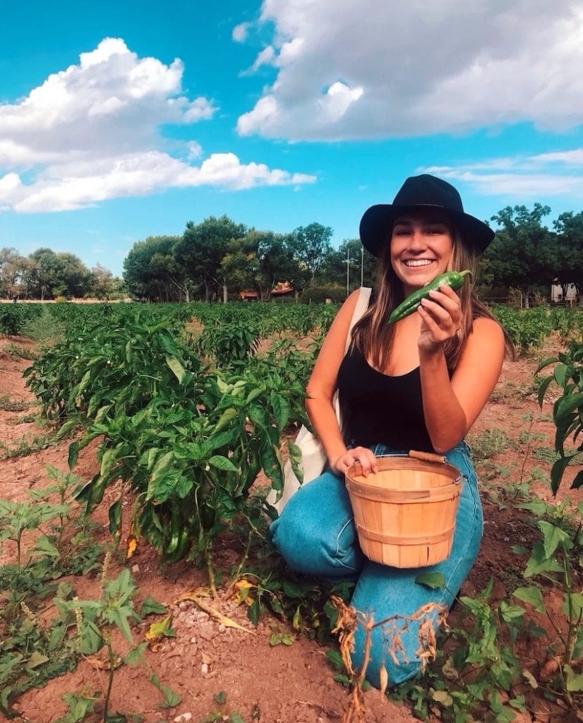 Annalisa Pardo picks her own chiles at Big Jim Farm outside Albuquerque