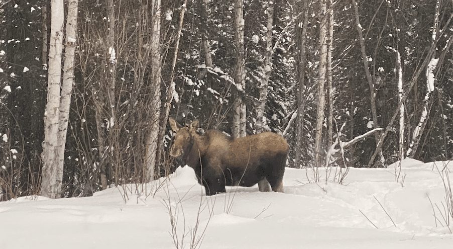 Arctic moose