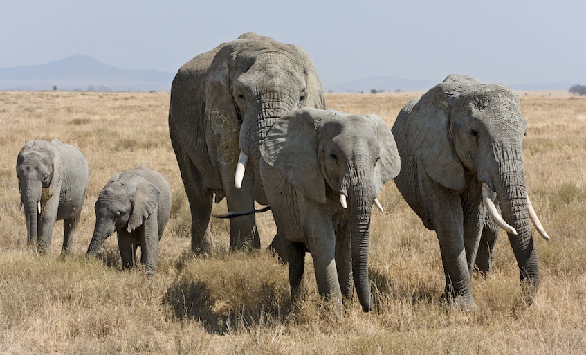 Elephants in the Serengeti 