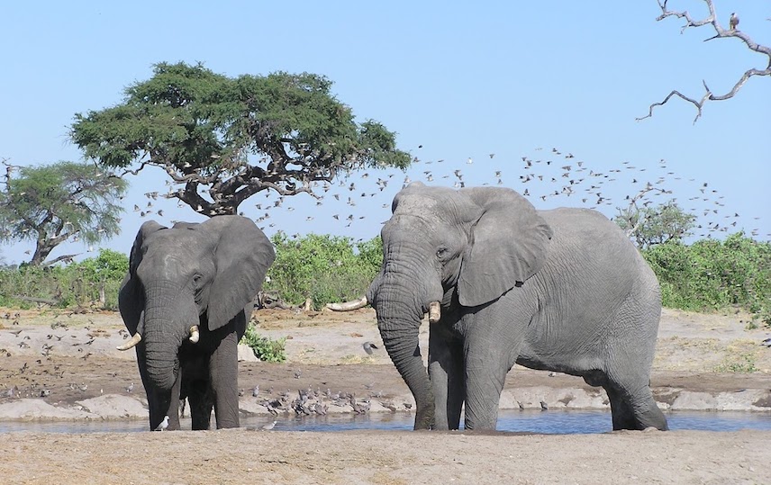 two elephants, Savute