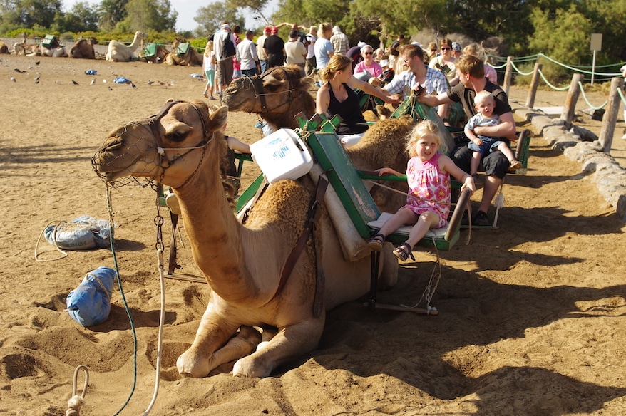 Camel Rides