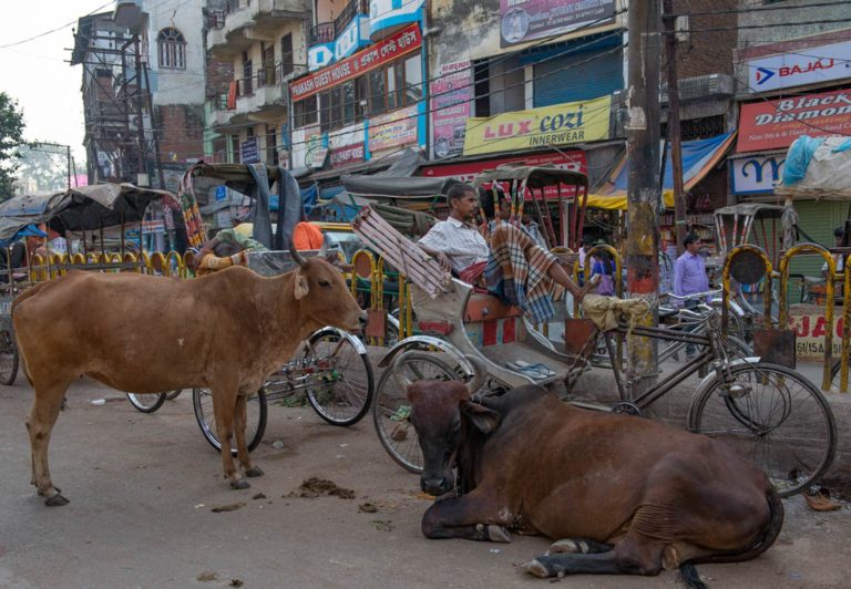 Cows in Varanasi