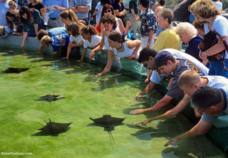 The Long Beach Aquarium of the Pacific allows visitors to take a hands-on approach to learning about the marine life that swims in nearby beaches.