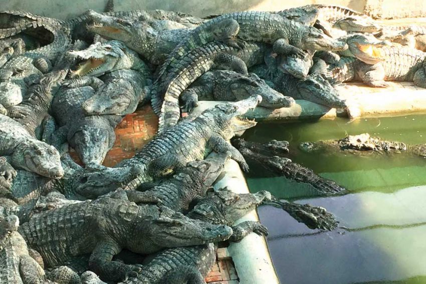 Tonlé Sap saltwater crocodiles 
