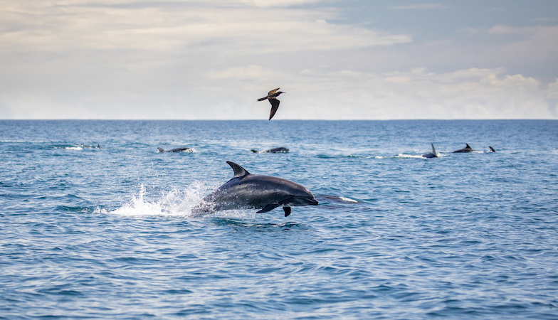 Dolphins swim off the coast of San Cristóbal Island