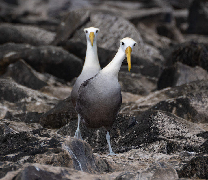 Galapagos Albatross