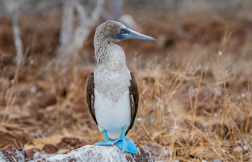 Galapagos Blue Footed Boobie