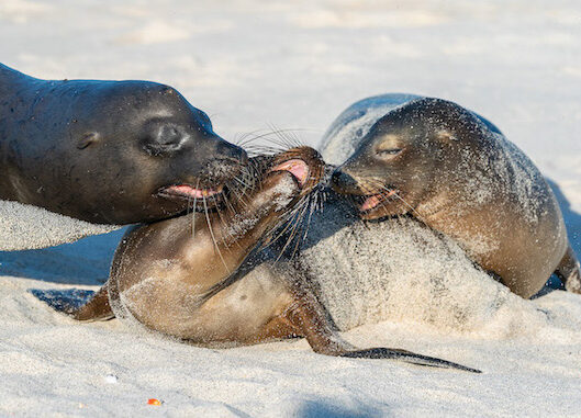 Galapagos-Mosquera-Islet-Credit_John_Chardine