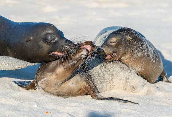 Galapagos-Mosquera-Islet-Credit_John_Chardine copy Galapagos-Mosquera-Islet-Credit_John_Chardine