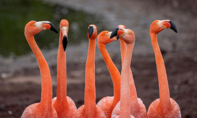 Galapagos Flamingos