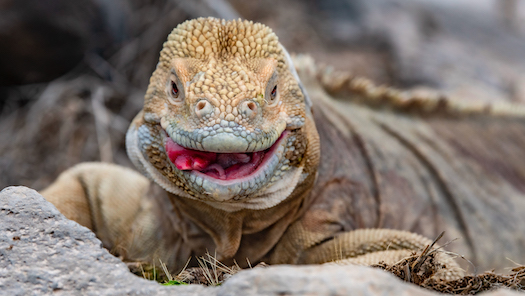 Santa Fe Iguana