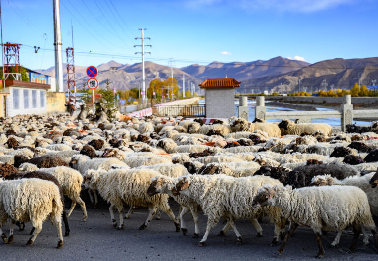 Across the Tibetan plateau, there is limited land suitable for growing crops, so livestock, mainly yaks, sheep, and goats, become the mainstay for survival in the rural areas of Tibet. Nomadic farmers continually move the herds as needed to greener pastures, sometimes causing traffic jams.