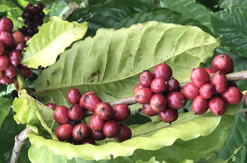 Rock n' Roll robusta coffee "cherries" await harvest
