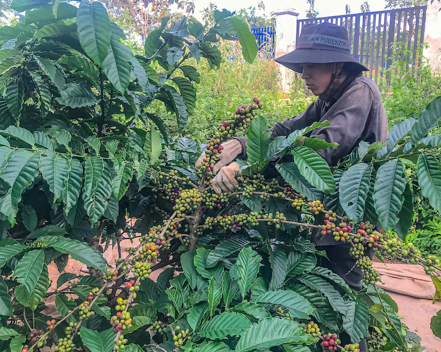 Members of the Ede tribe in Vietnam's Central Highlands pioneered coffee production.