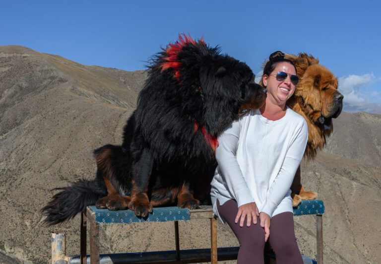 Along the Friendship Highway, travelers will come across enterprising locals offering “photo stops” where you can have your photo taken with over-friendly Tibetan mastiffs for a small fee. These giant dogs are known for slobbering!
