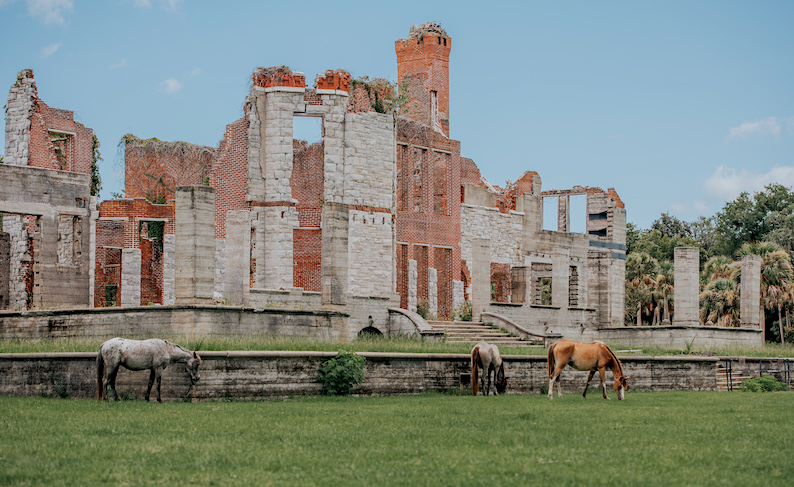 Wild horses graze the lawn of the Dungeness Ruins on Cumberland Island. Photo courtesy of Explore Georgia