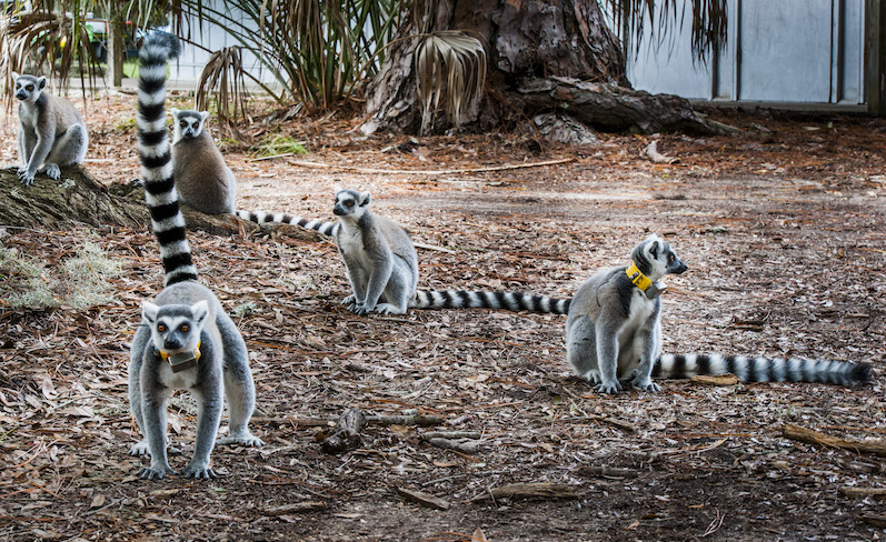 Ring-tailed lemurs on St. Catherine’s Island. Photo courtesy of Explore Georgia & Geoff L. Johnson