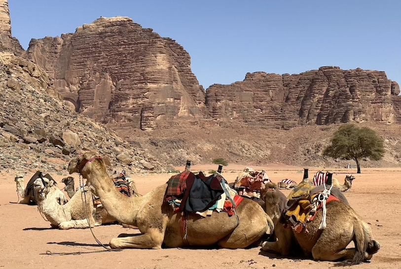 Camels stop for a rest at Wadi Rum