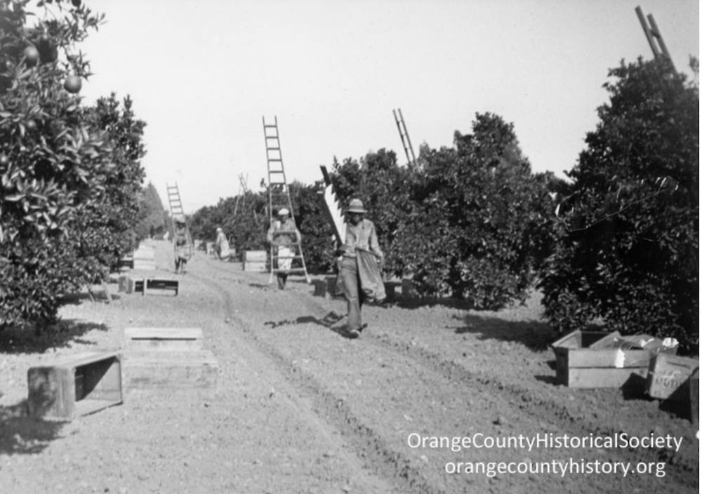 Immigrants to Orange County in the early 20th Century could fish or work the citrus groves.