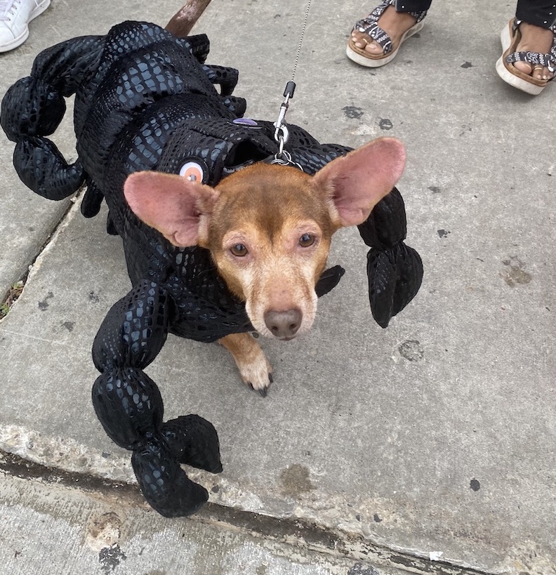 Not all Halloween festivities are creepy. Costumed pet parades attract families with children in many cities.