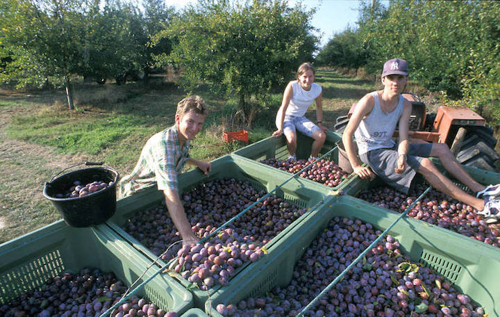 Agen Plum Harvest