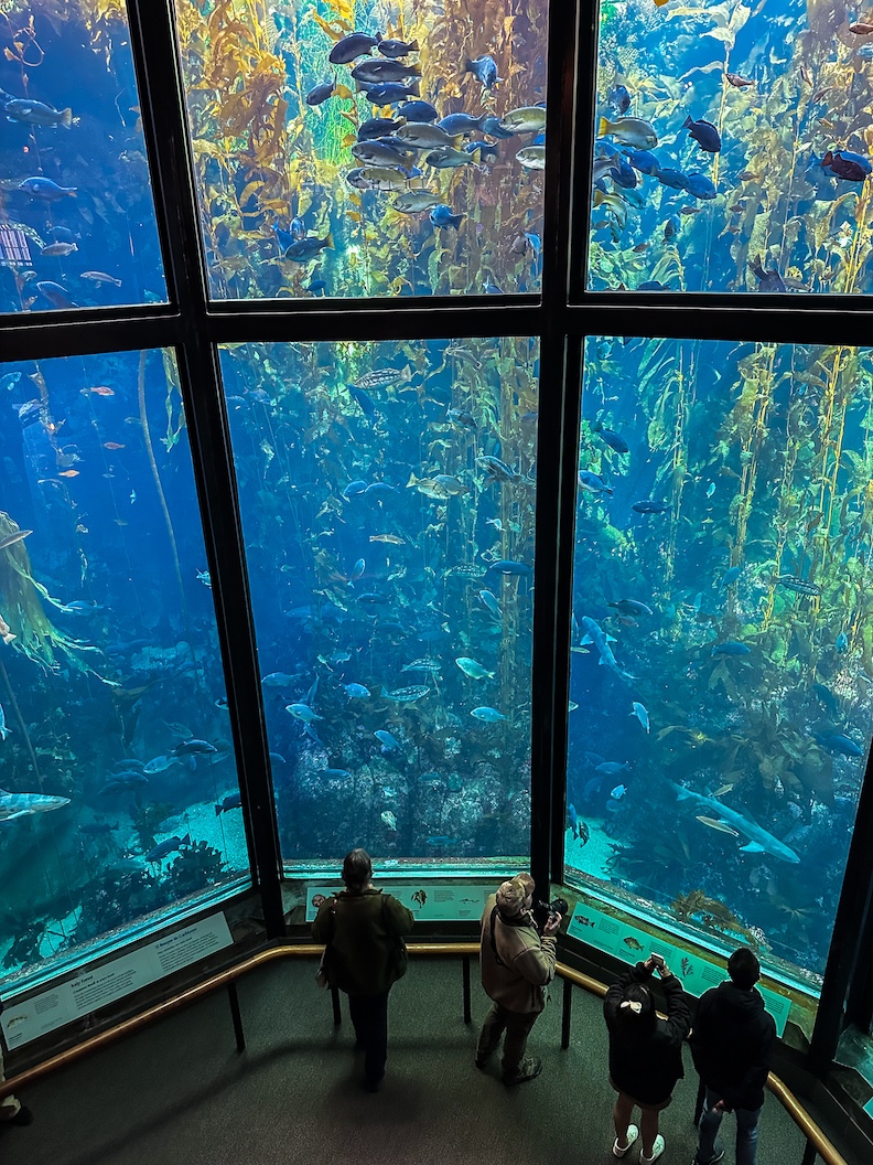 Kelp Forest at Monterey Bay Aquarium