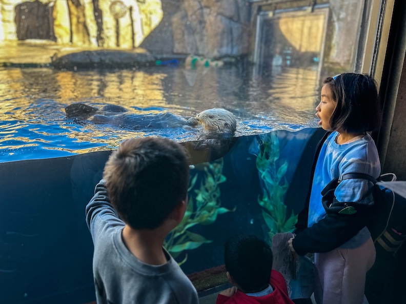 Sea Otter exhibit at Monterey Bay Aquarium