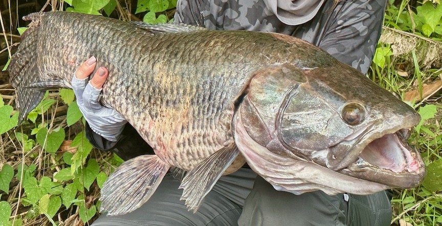 This Wolf Fish weighs 17.6lbs and fought mightily to stay in the river.