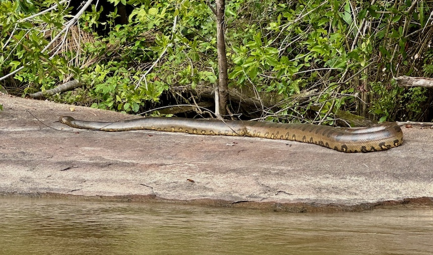 Anaconda takes an afternoon nap on a warm rock next to the river. 