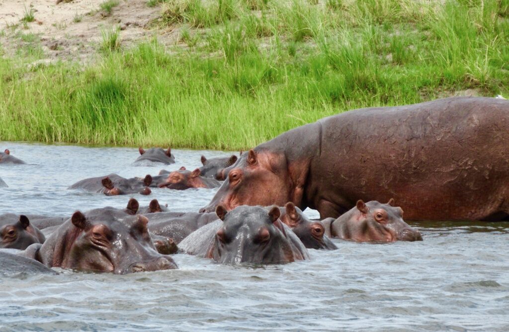 A pod of hippos near Ijambwe can pose a threat if you get too close.