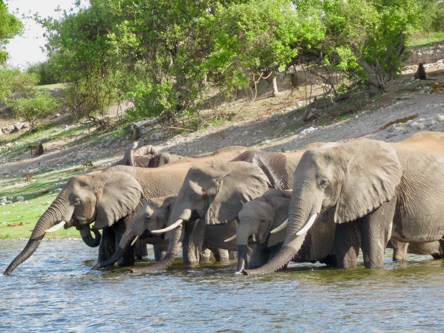 Elephants on the Chobe River, near Serondela Lodge.