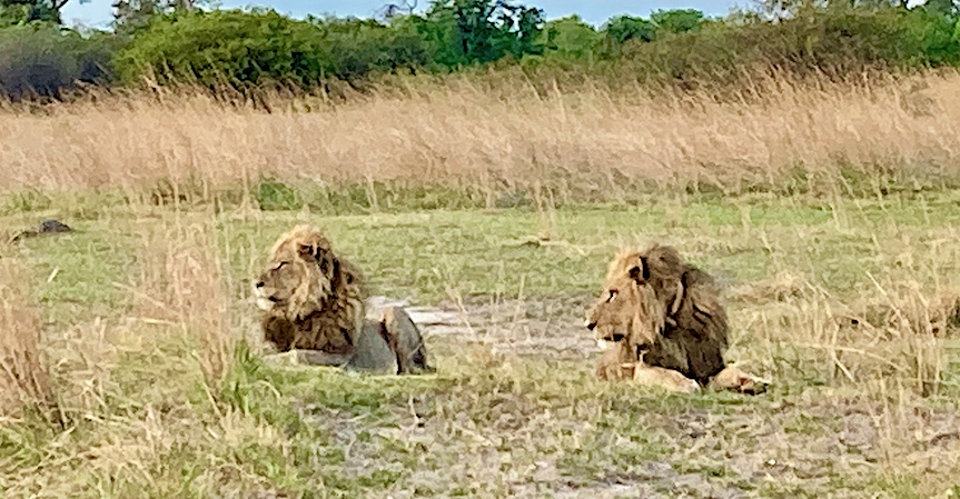 Two brother lions outside Nkasa Lupala Tented Lodge.
