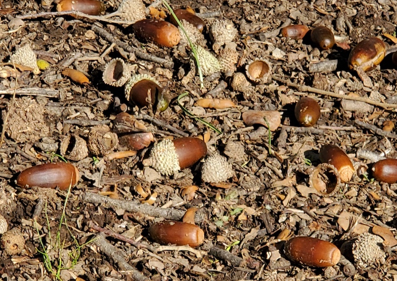 Acorns in a field ready for the pigs