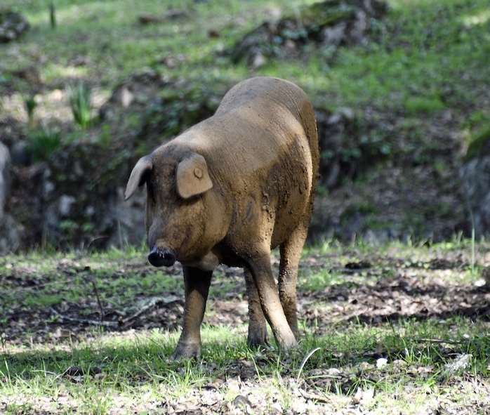 Black Iberian pig searching for acorns.