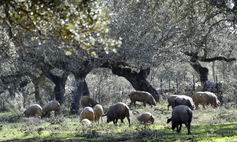 These black-hoofed pigs feed exclusively on acorns the last few months of their lives. 