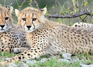 KarinLeperi_2CheetahCubs_AfricanWildlife