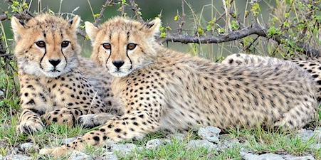 KarinLeperi_2CheetahCubs_AfricanWildlife KarinLeperi_2CheetahCubs_AfricanWildlife