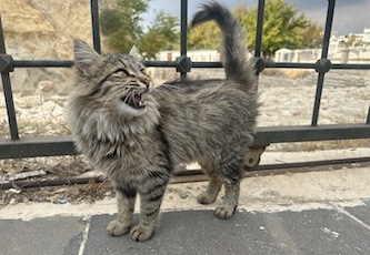 cat in Gazientep