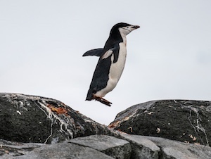 Antarctica-18-chinstrap-penguin-hopping copy Antarctica