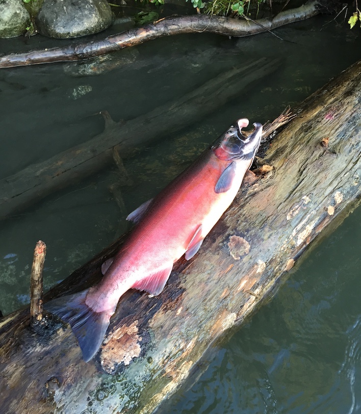 This six-pound silver salmon, caught in the Susitna River near Talkeetna, is in its late summer spawning colors. Recreational anglers often favor silvers for the dramatic fights the fish put up when hooked.