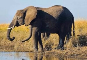Best East Africa Safari Tours
